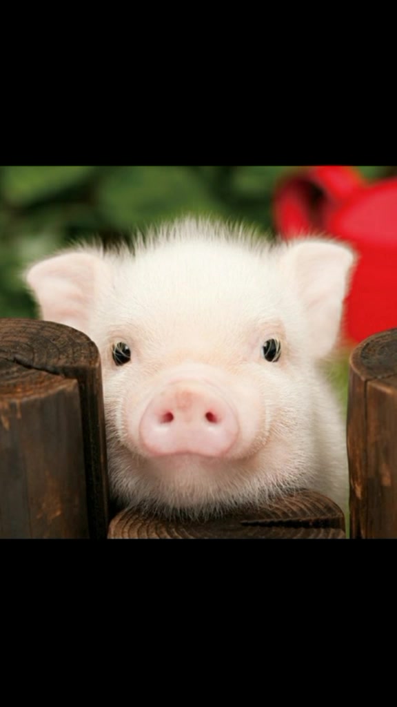 @❤Animals❤