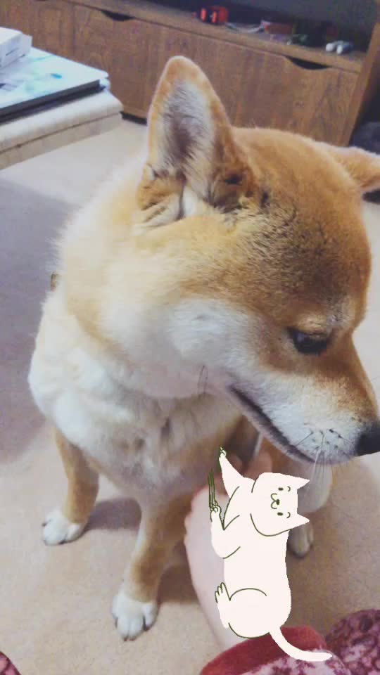 @Mochi.Shogun