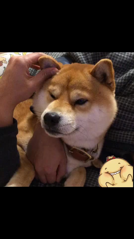 @Mochi.Shogun