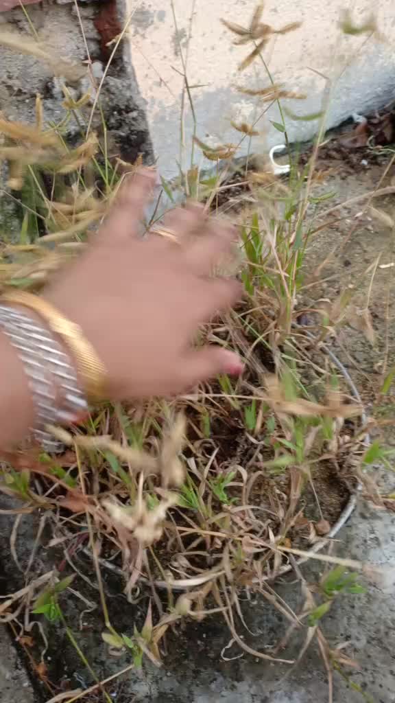 @jasminerain5