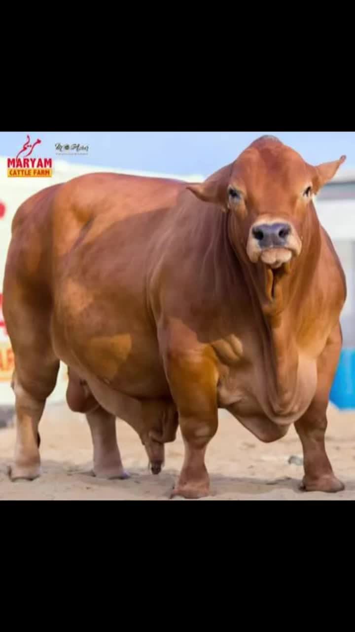 @🔥 Eid_cow 🔥