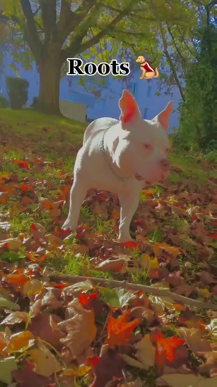@🐾🪐The bully 🪐🐾