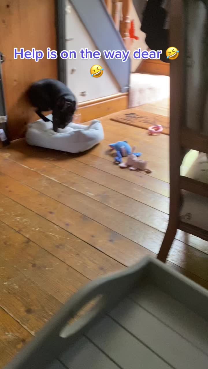 @Mad Hol, Oz & Zeus ❤️