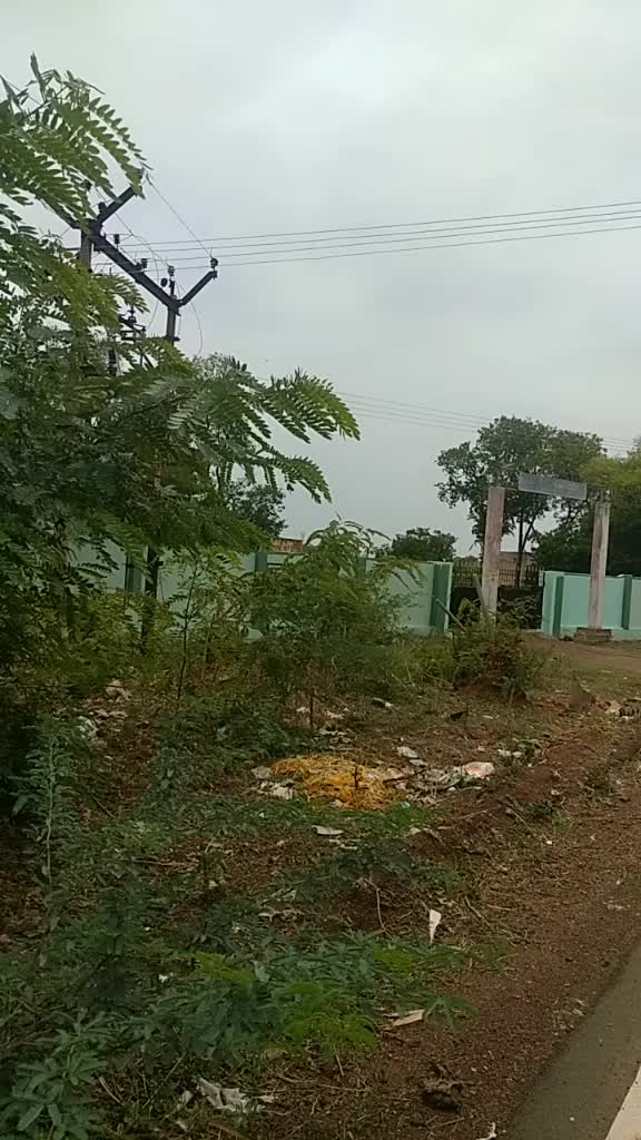 @பச்சை கிளி