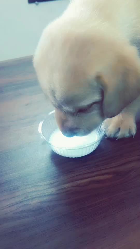 @chirag_vekariyaa