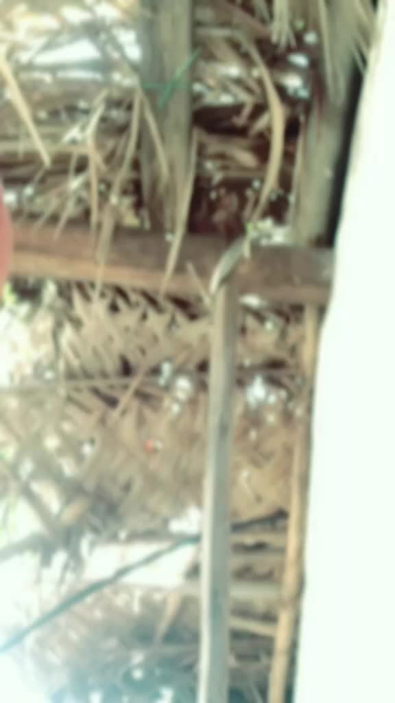 @thuthookudi@ paiyan