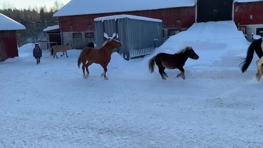 @Hus&ouml;