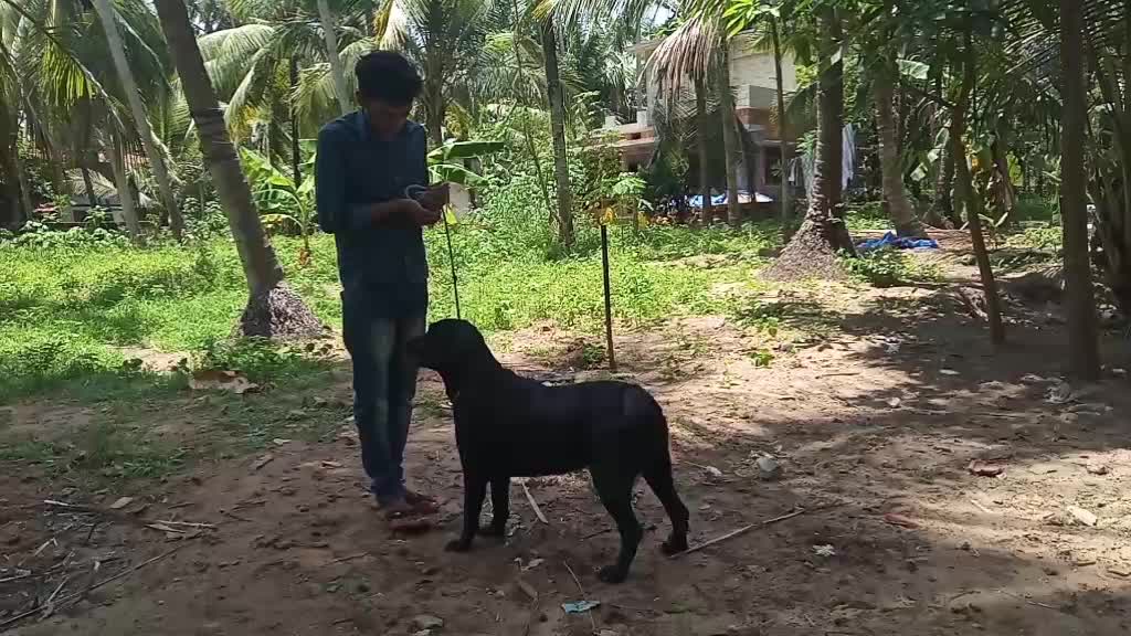 @vaisakh