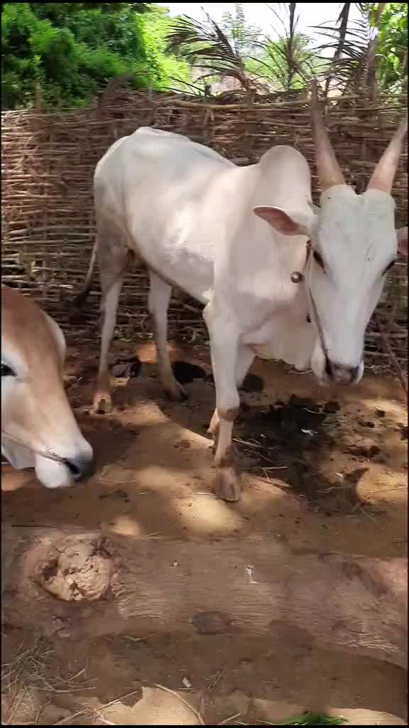 @Raj