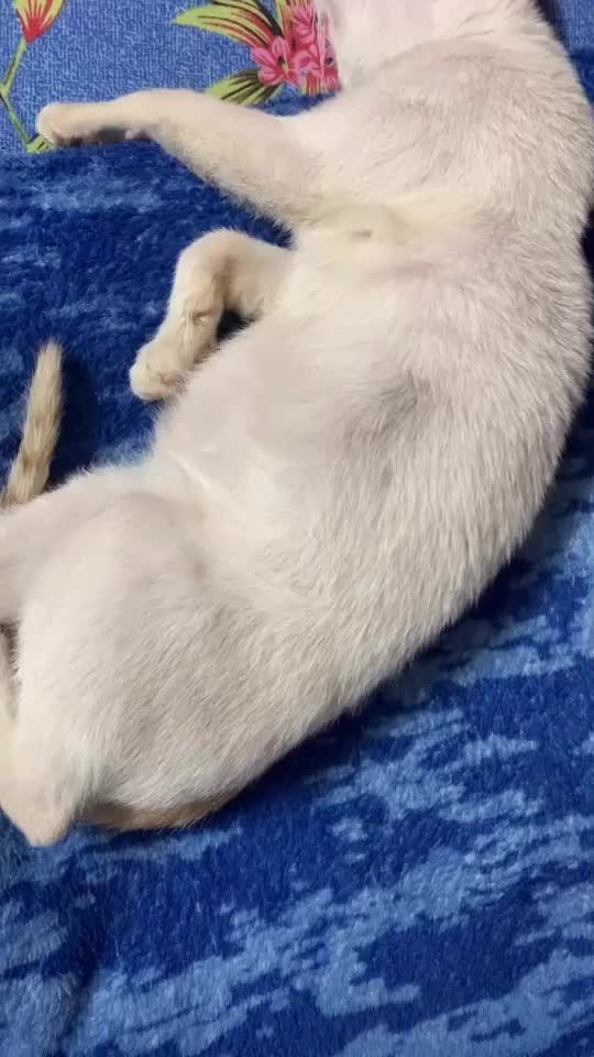 @Karamjyot Singh