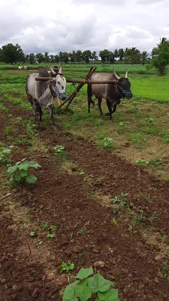 @💪ಲೋಹಿತ ನಾಯಕ 155💪
