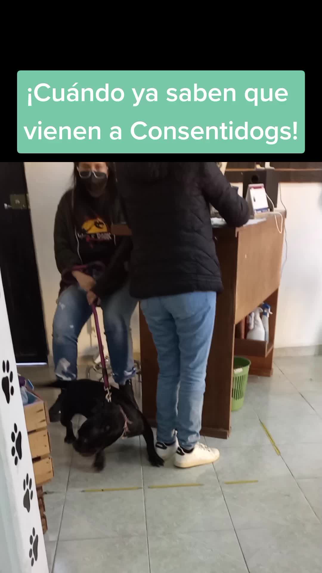 @🐶Consentidogs🐶