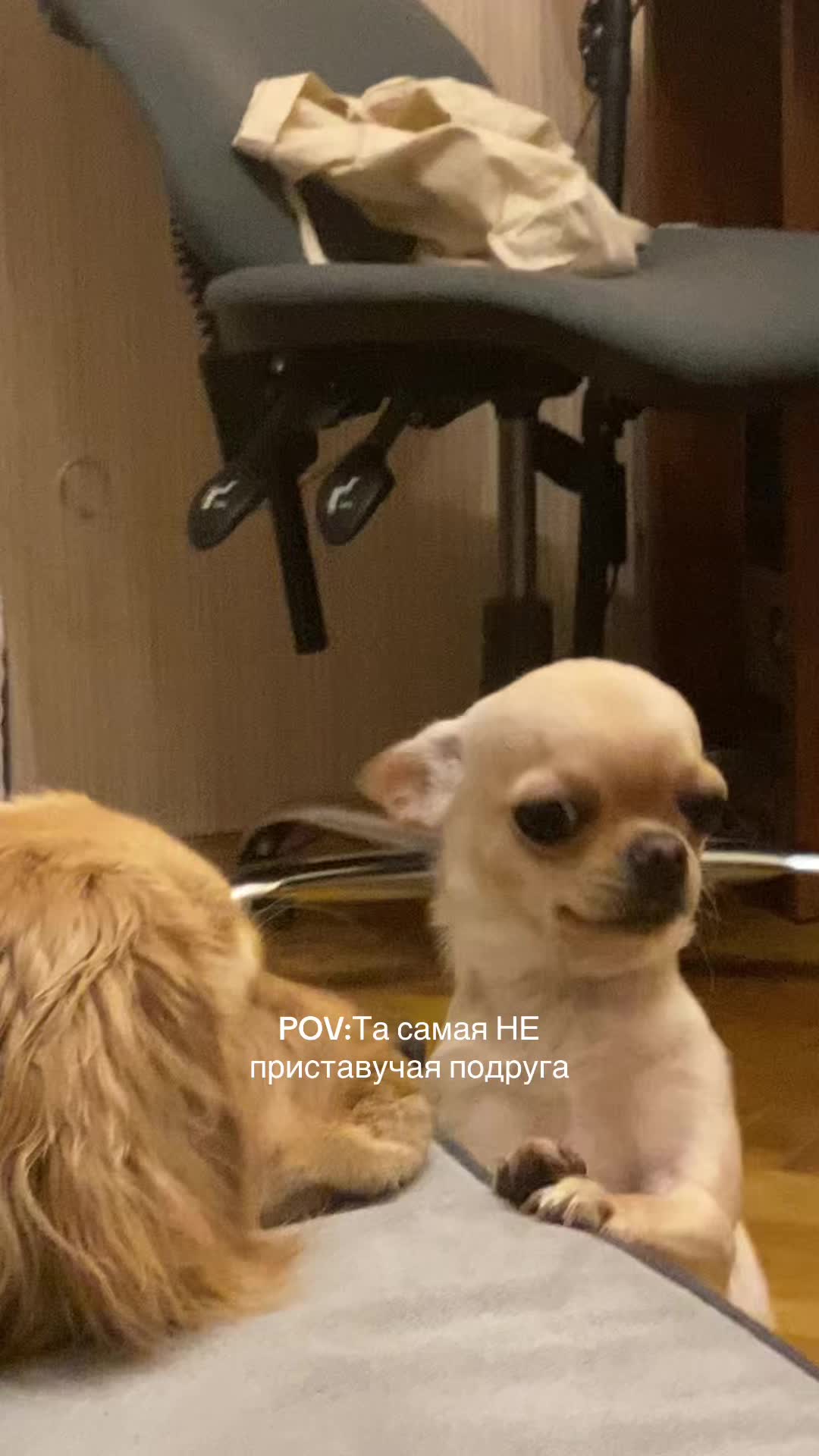 @repnitskadariia