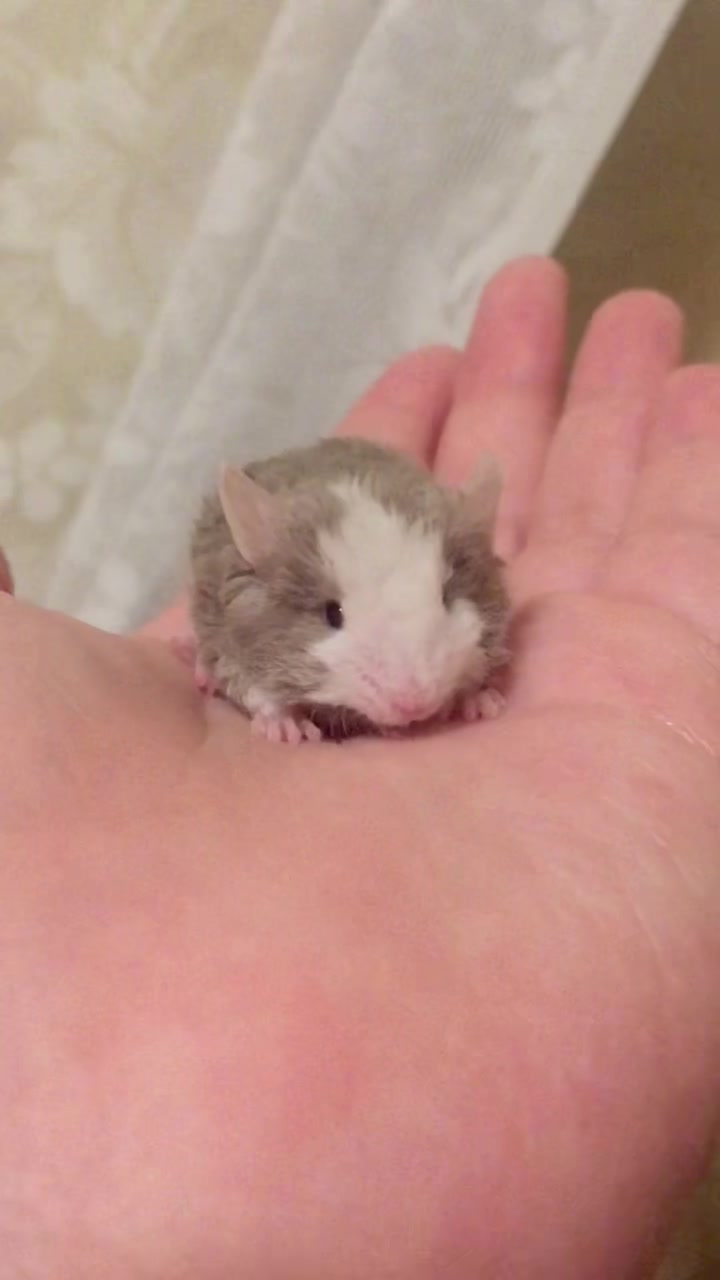 @ThatMouseGirl♡