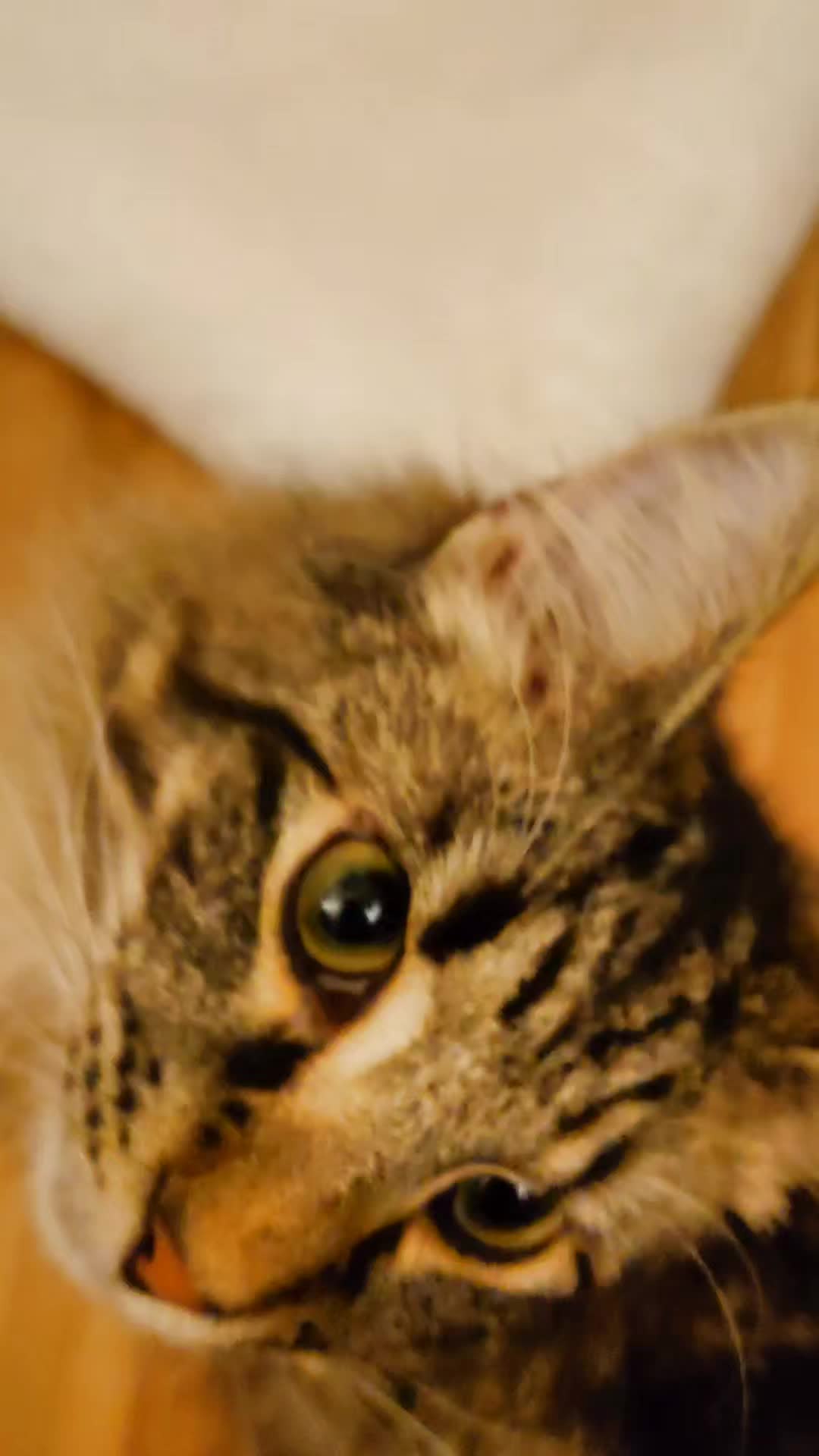 @Lucky Cats