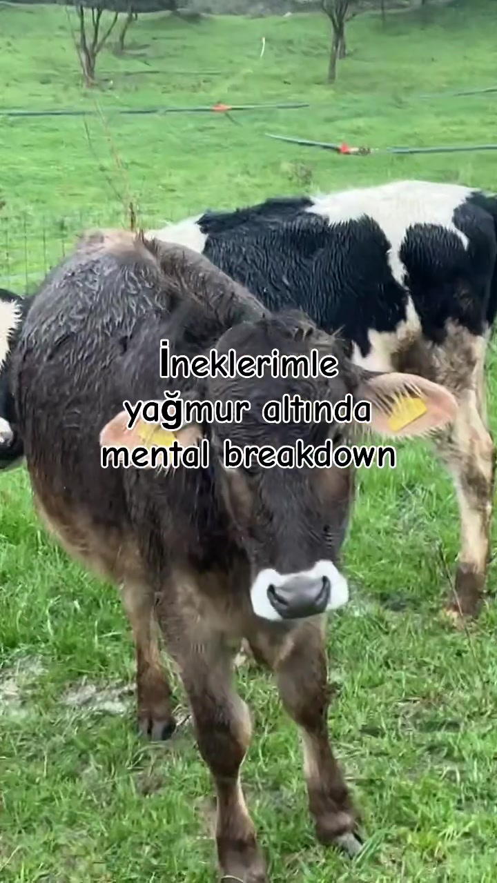 @Töre