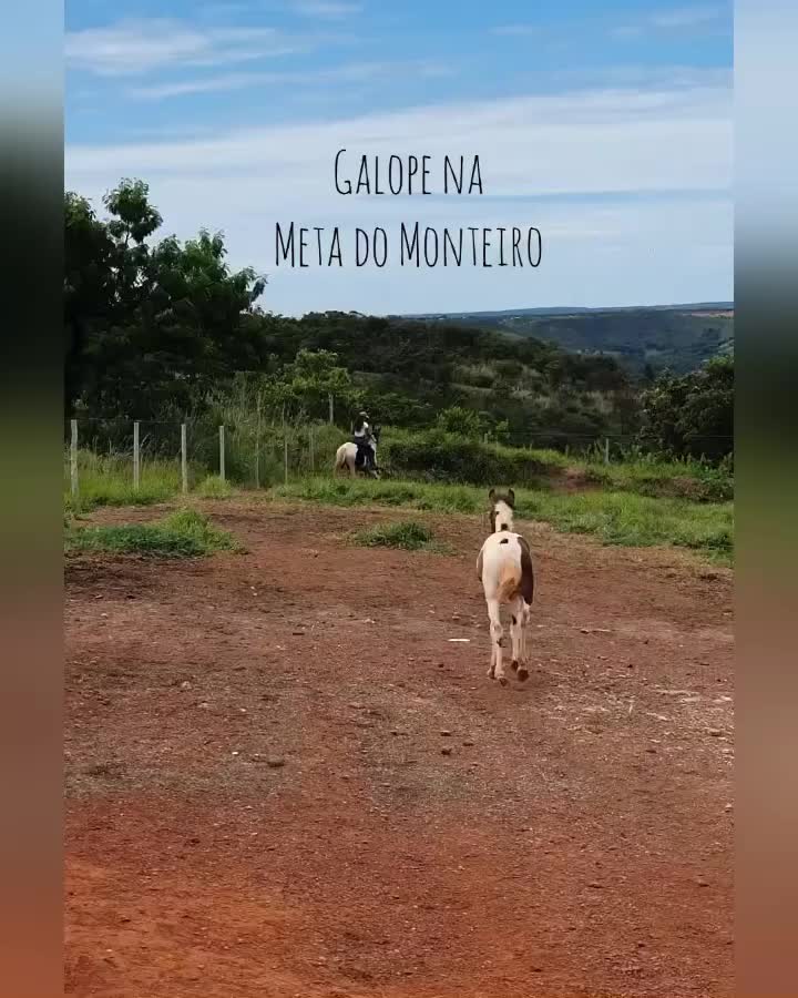 @Haras Z&eacute; Galego
