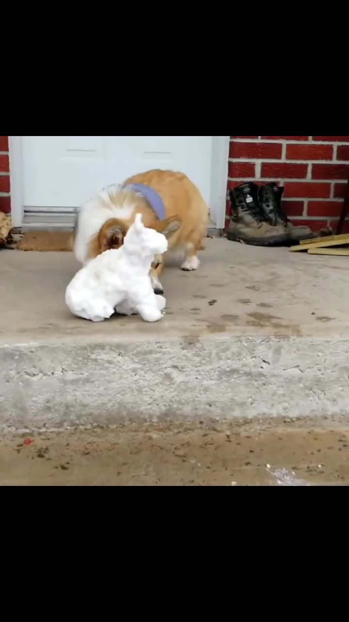 @corgilovecorgi