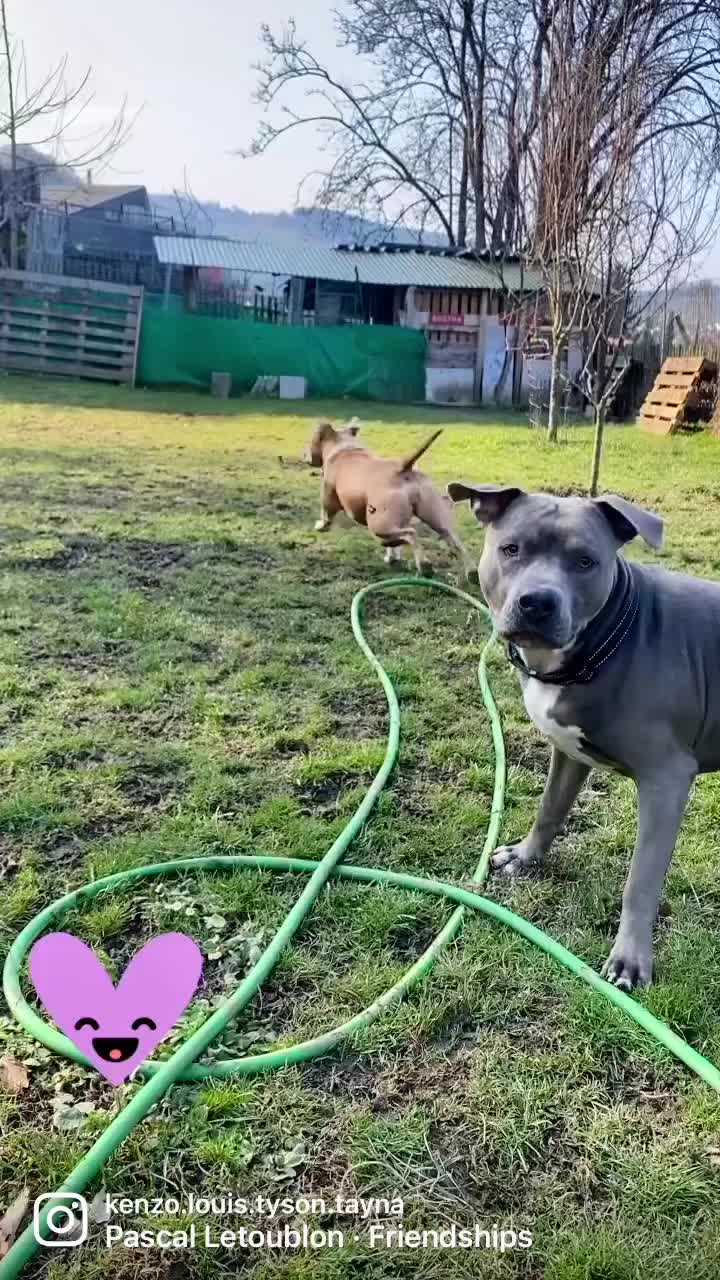 @Amstaff Tyson & Tayna &hearts;️