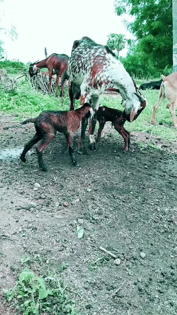 @యల్లంల శ్రీకాంత్ యాదవ్
