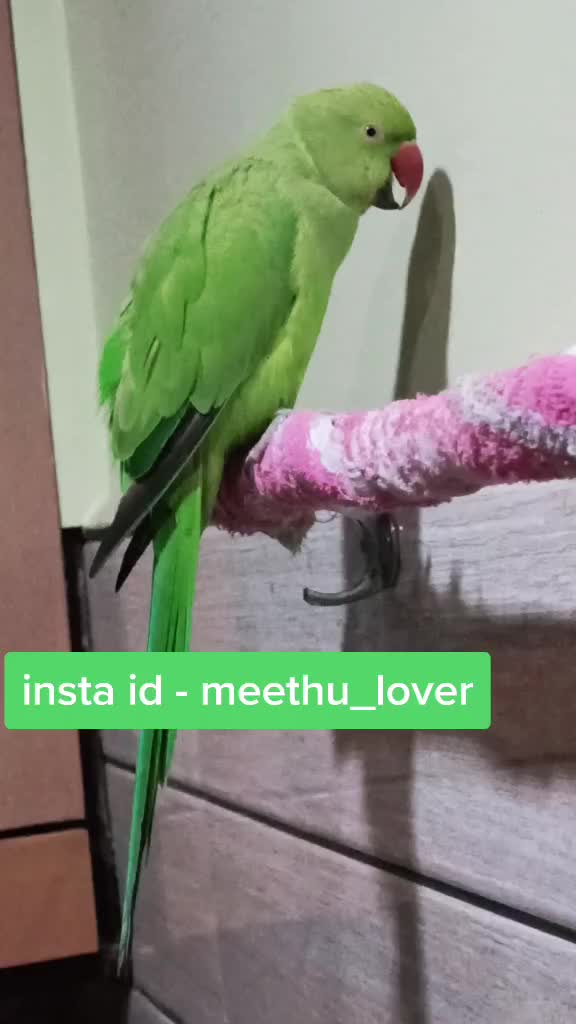 @Muskan Rajpoot