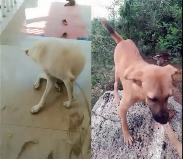 @@ நிக்சன்