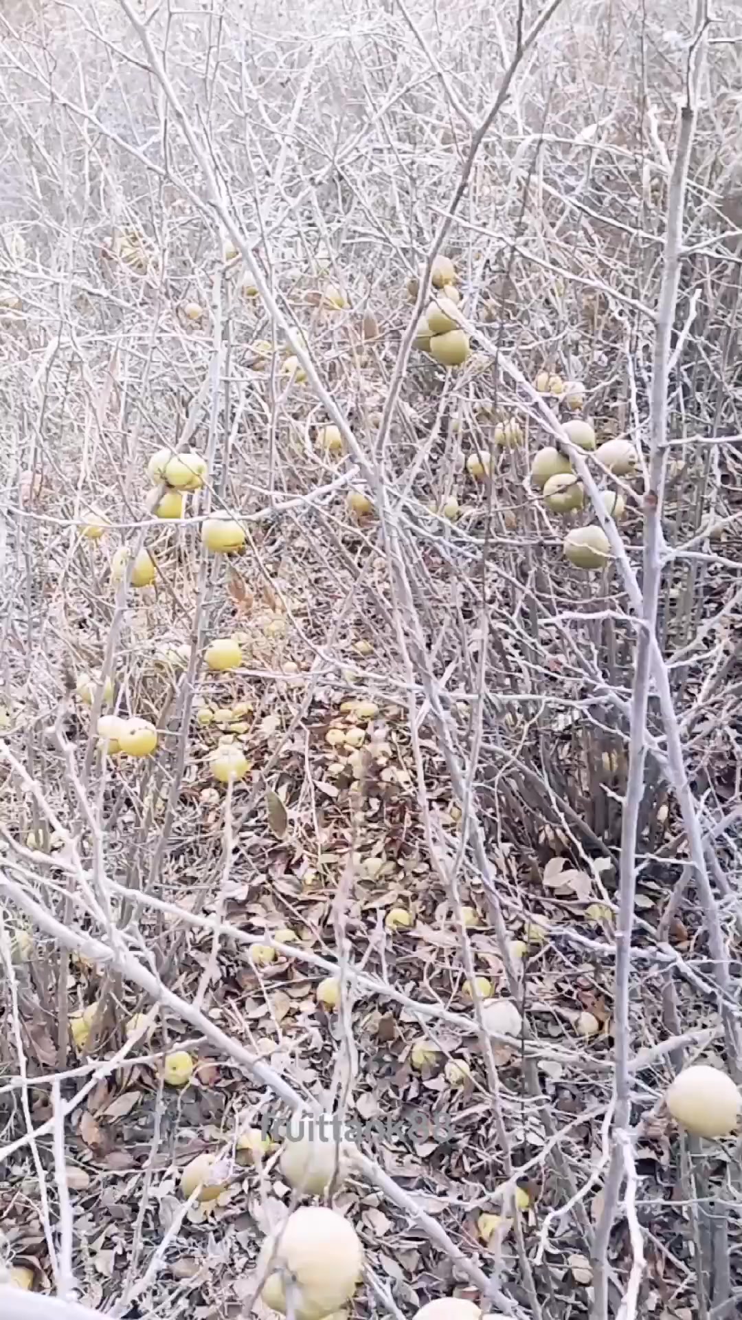 @Fruits88๐๐๐