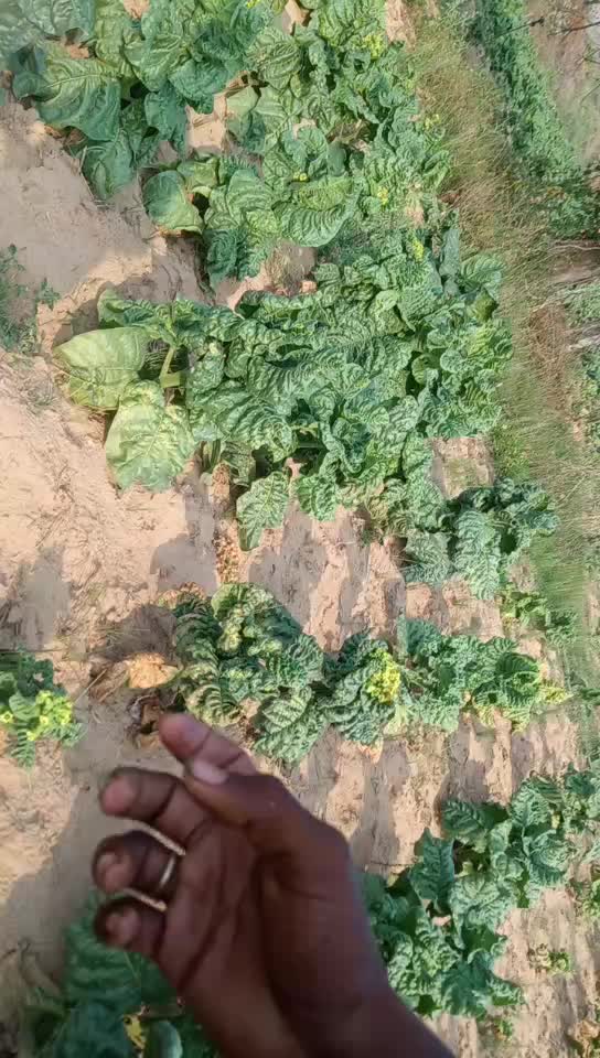 @royal thakor king 5@