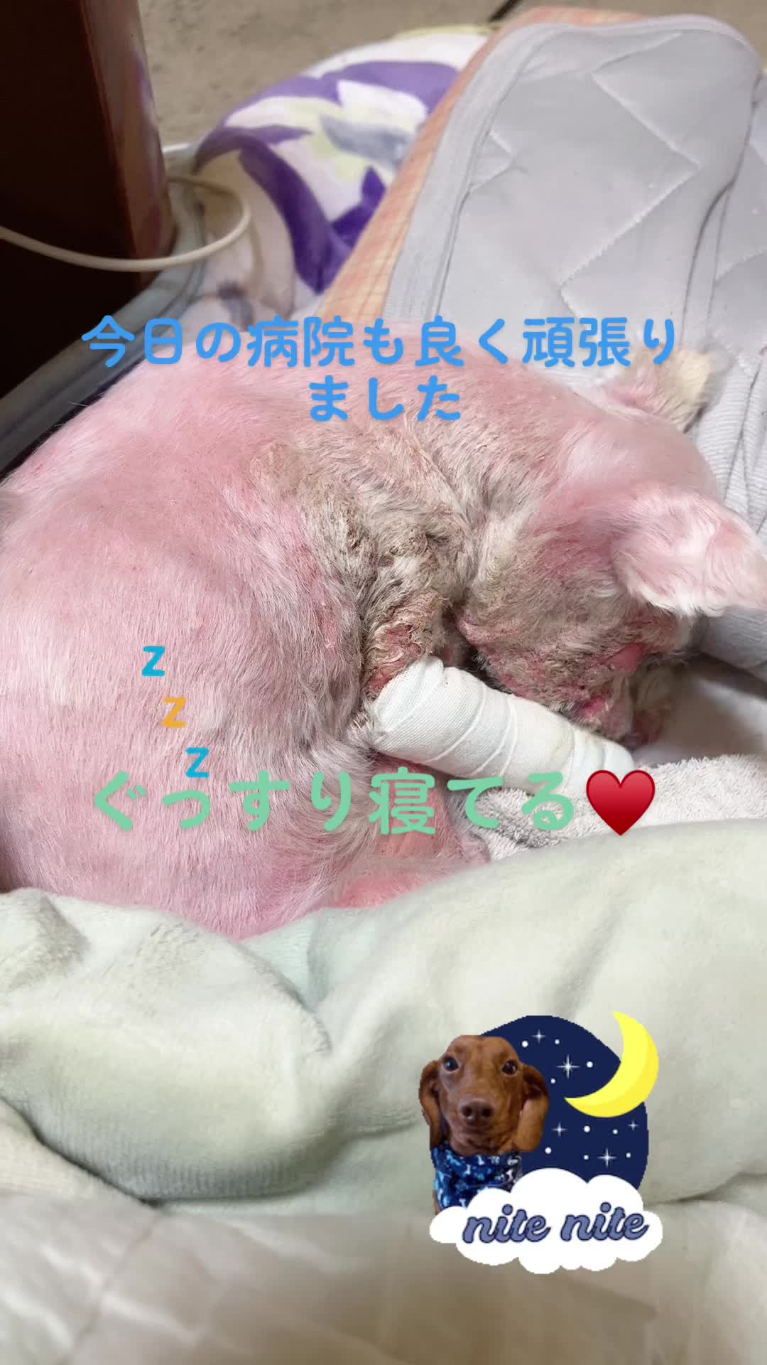 @Toshimi0923🐶🐾