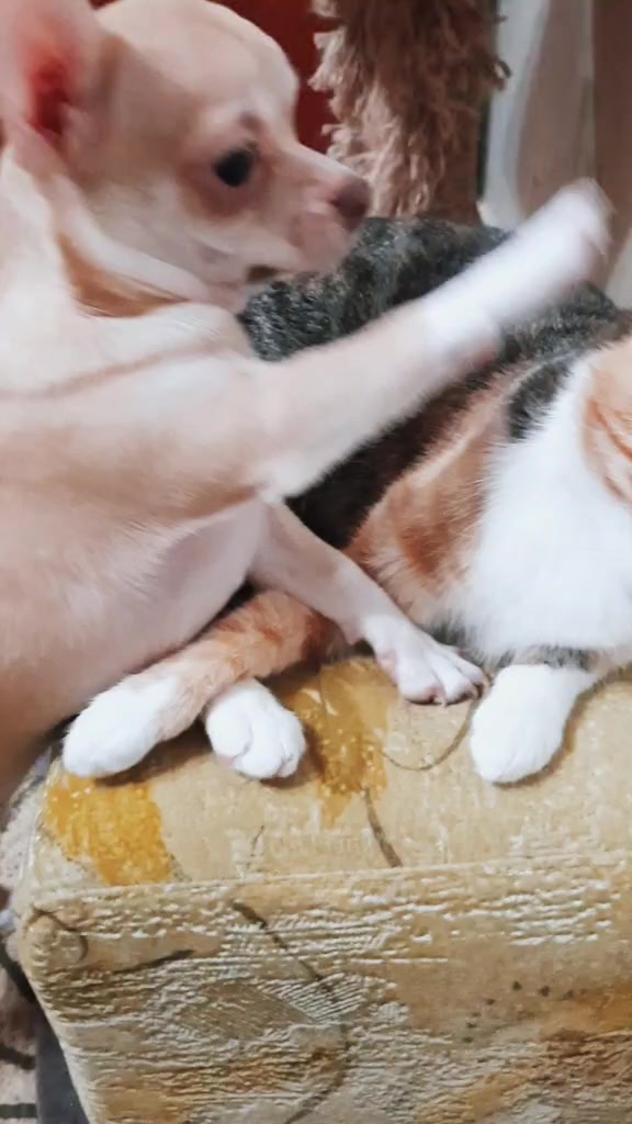 @eni.pets💎