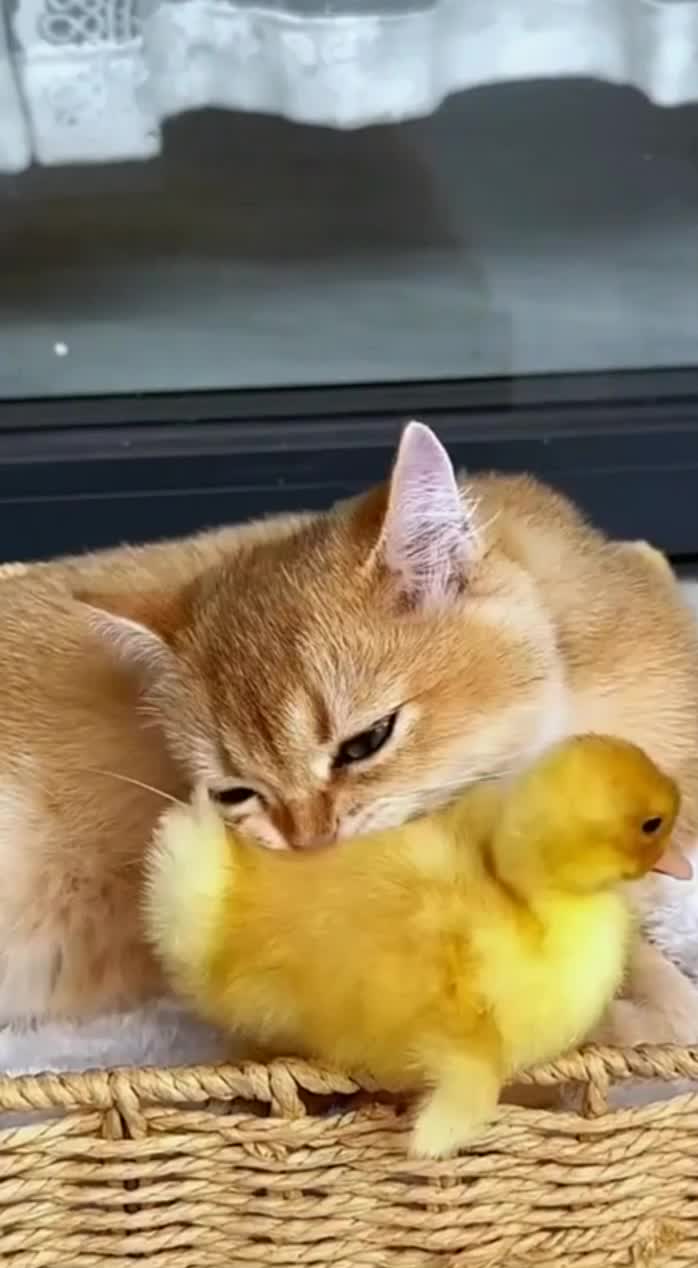 @Cute_babys