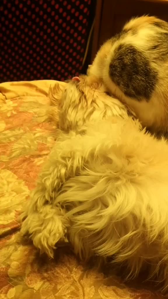 @CookieCats