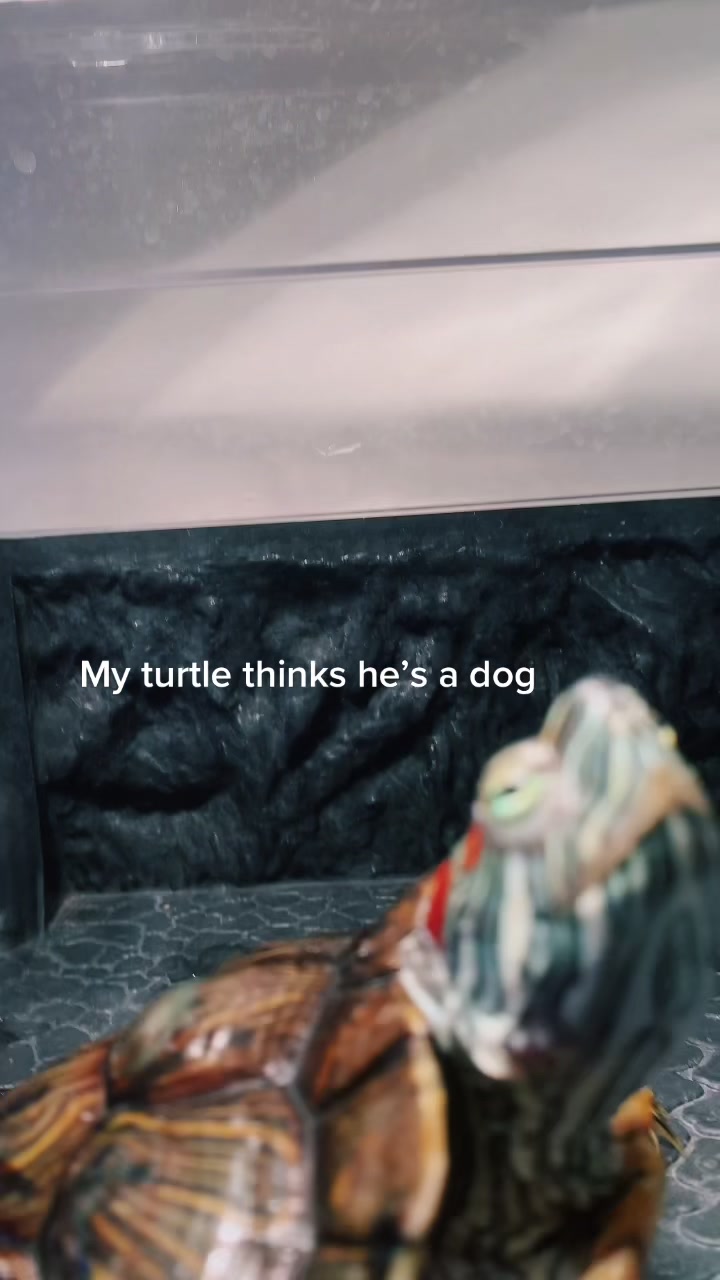 @lil t