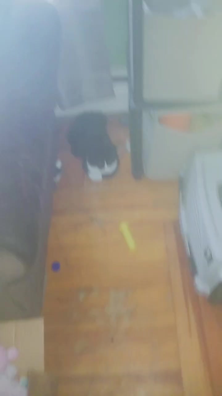 @kitten