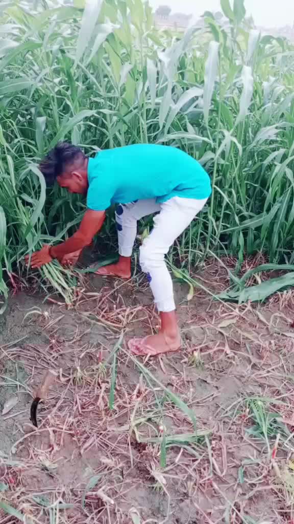 @Singal Gagu