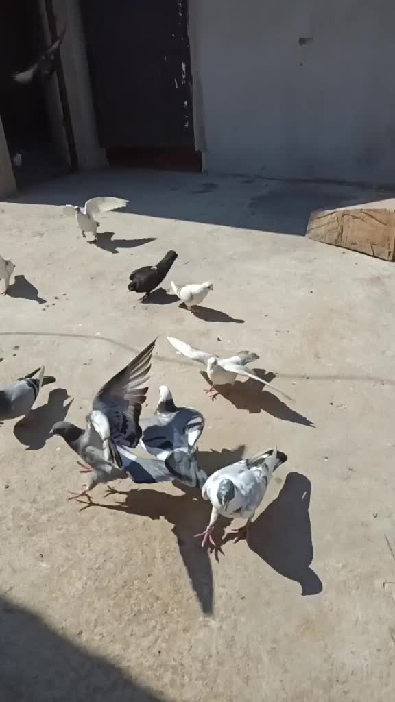 @isa kılınç