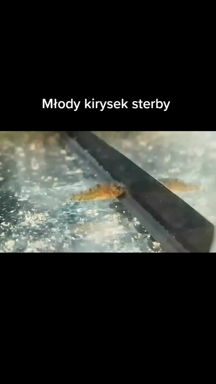 @🐟Mój wodny świat🐟