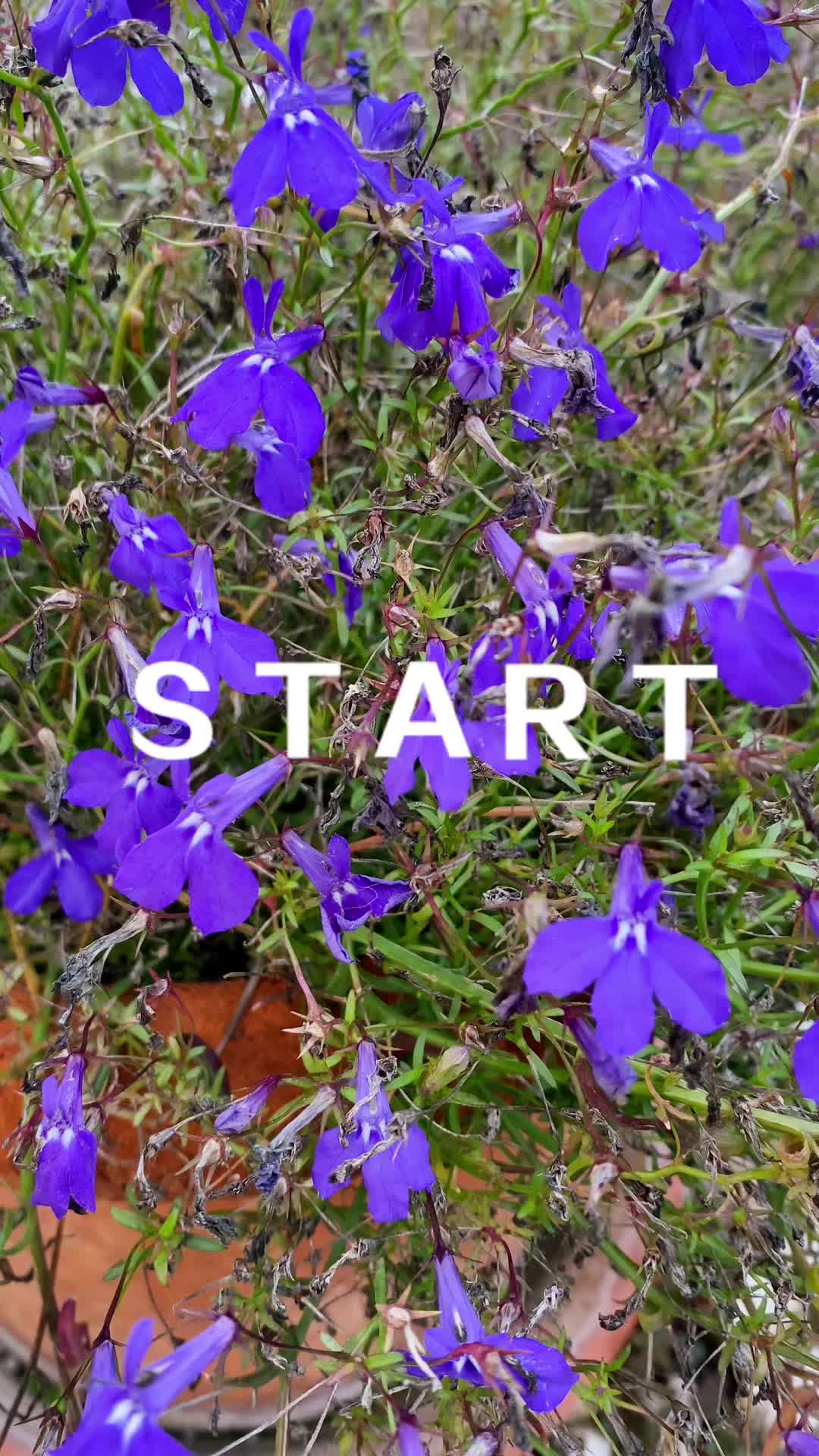 @🌸PlantsMoni🌿