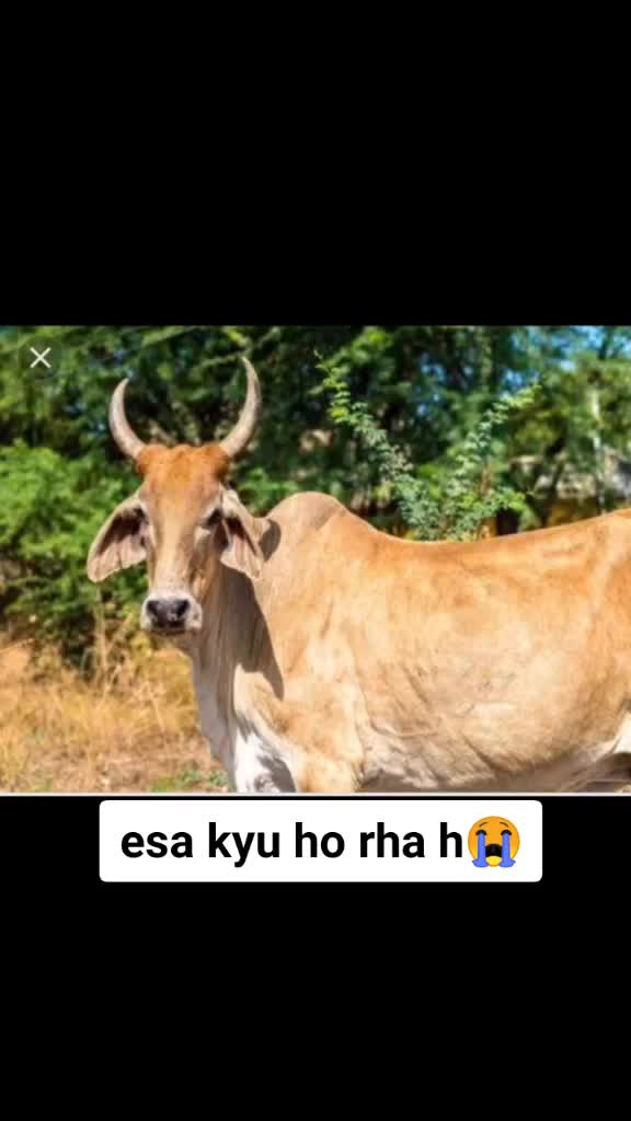 @Rajput Bohra
