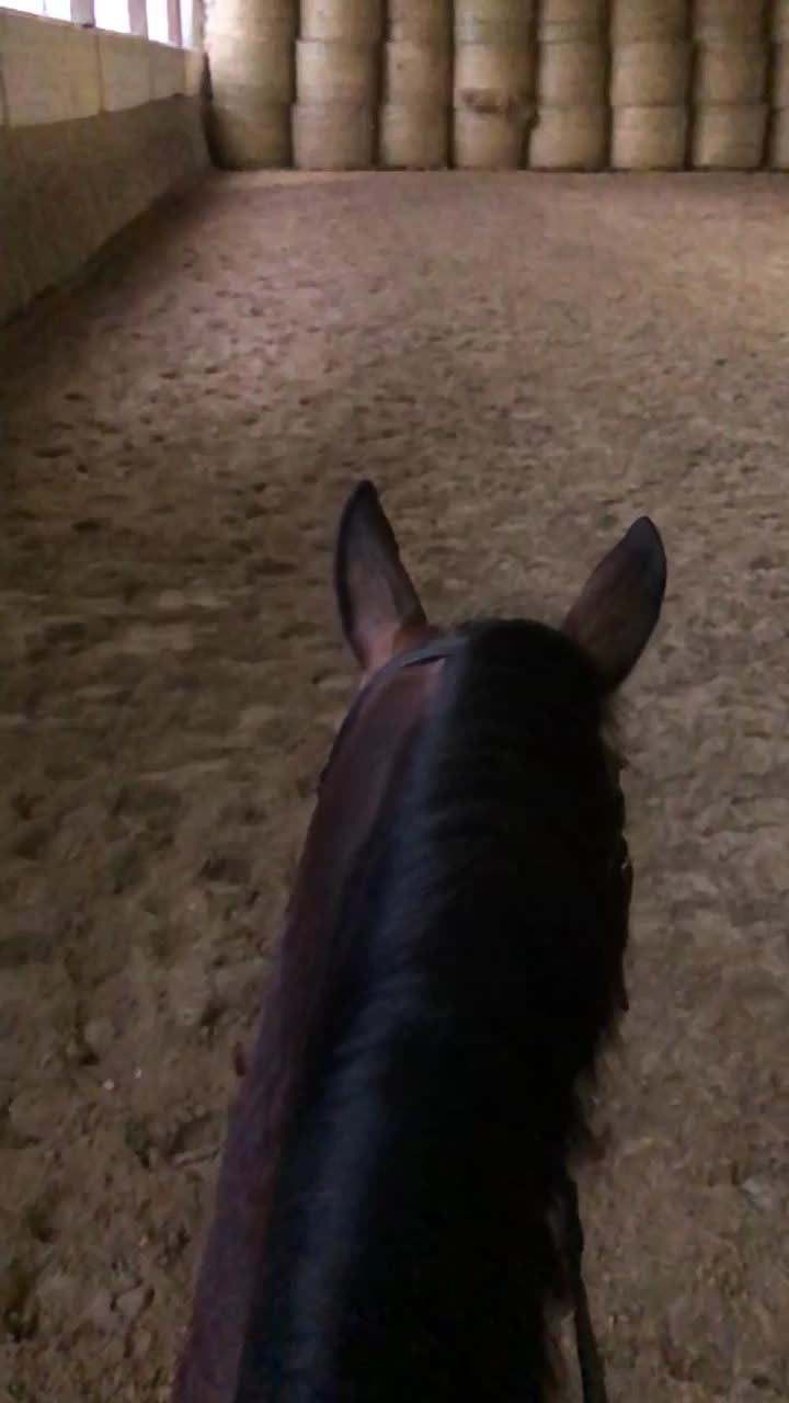 @Dressurpony🐴