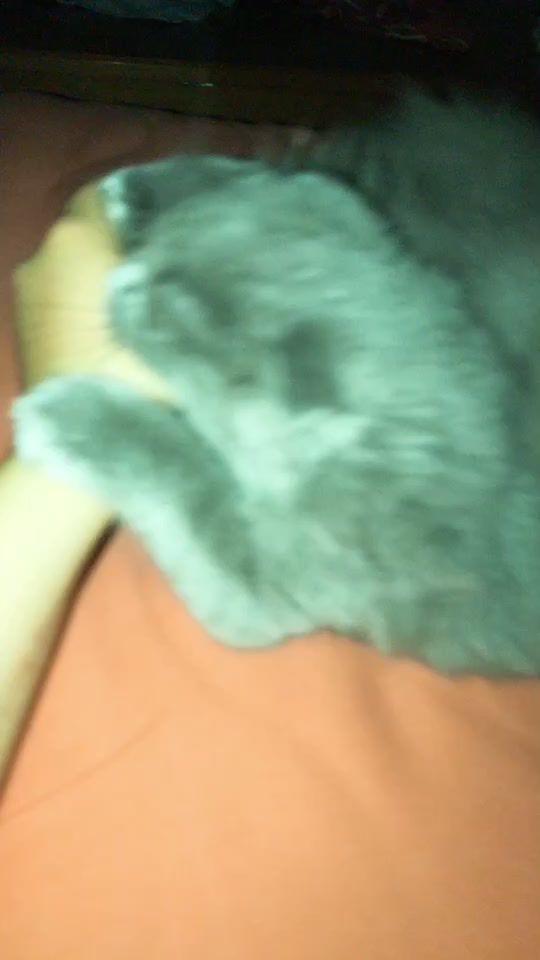 @Lili🐱❤️