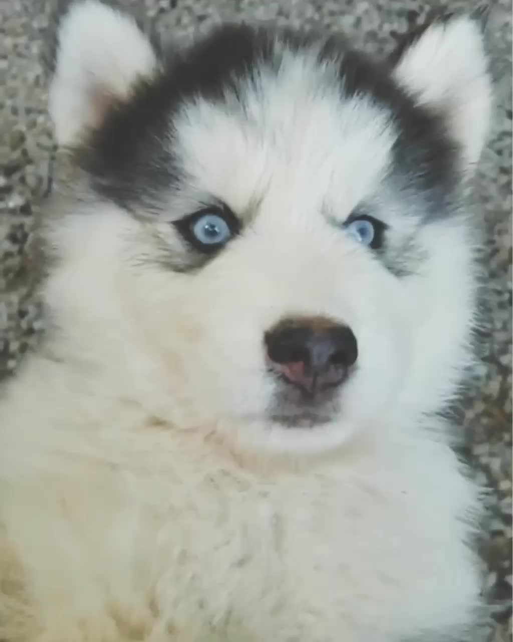 @husky.ranch
