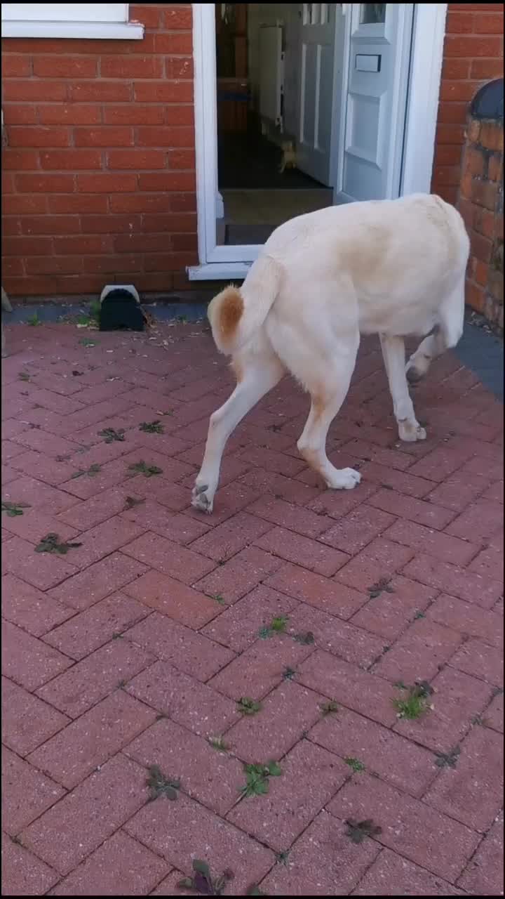 @Dog A.I.D.