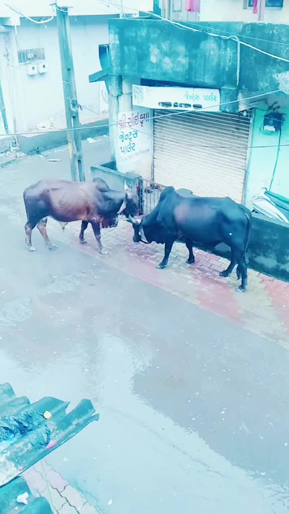 @badal Dakua
