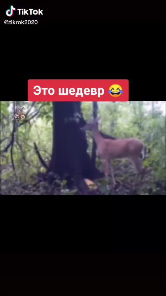 @ASTApizdoZ