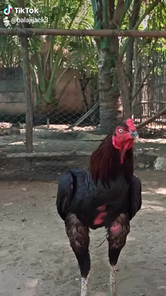 @Balaji Jack