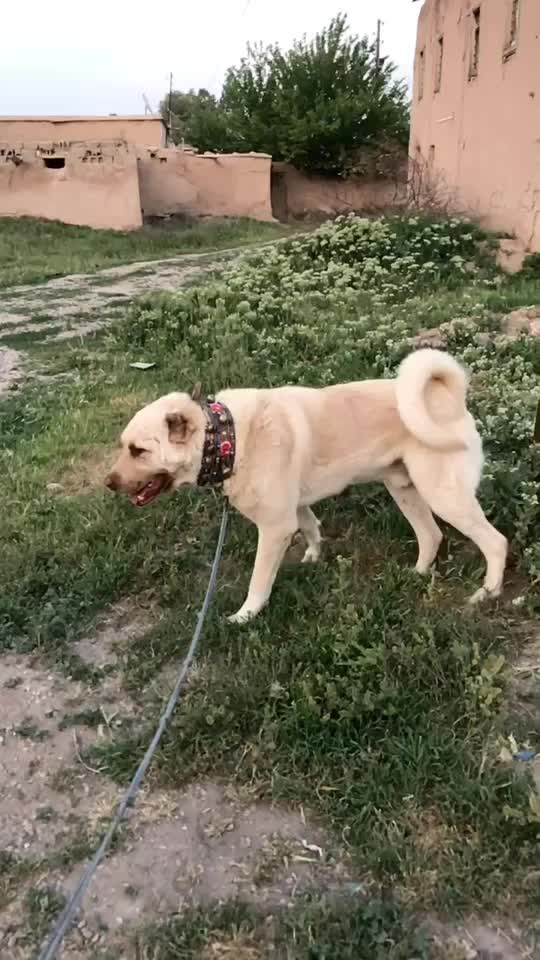 @Eray Sarıçiçek