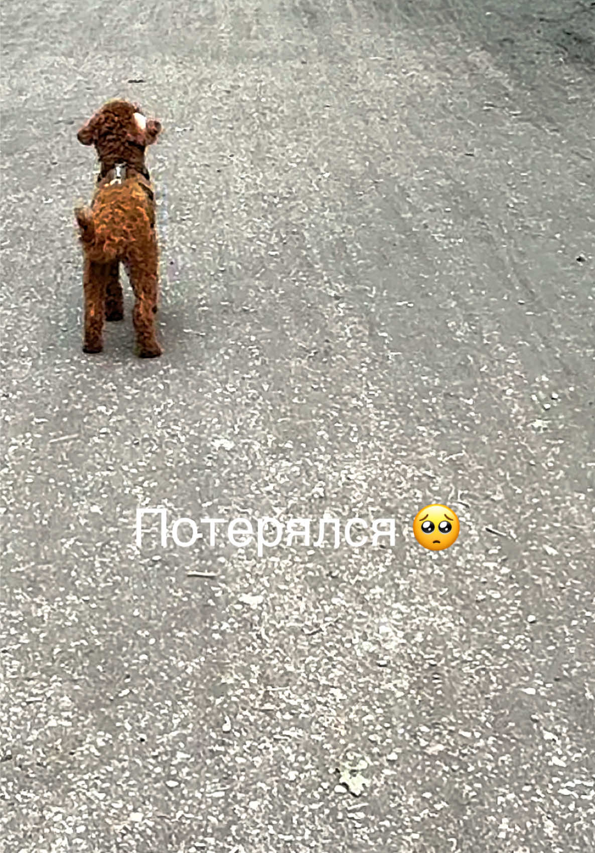 @❤️🐶Elena & Hundewelt🐶❤️