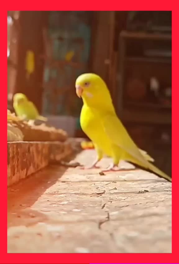 @manju_agrawal_25
