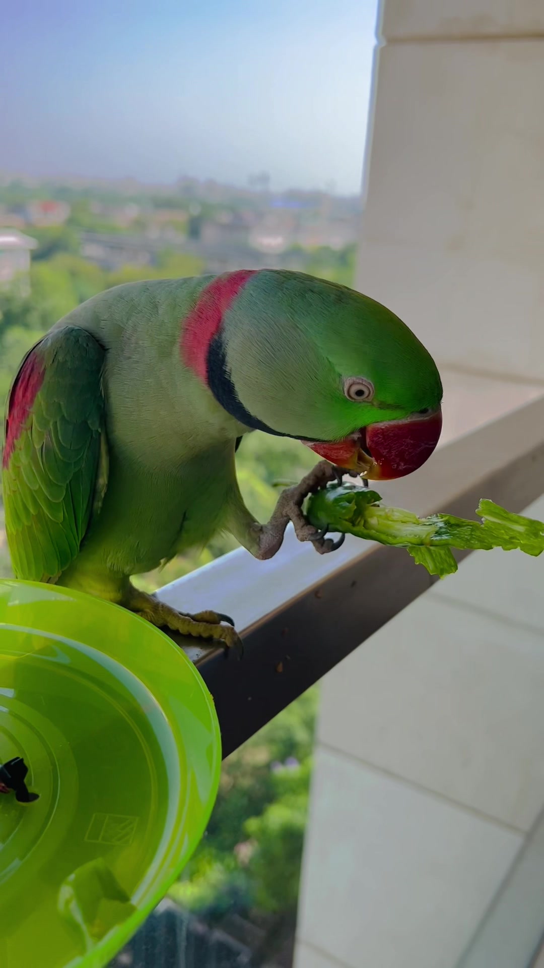 @Mango the Wild Parrot